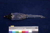 臺灣藍鵲藏品圖，第4張
